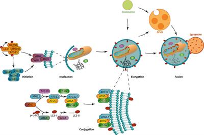 Lymphocyte Autophagy in Homeostasis, Activation, and Inflammatory Diseases